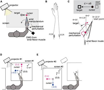 Modulations of stretch reflex by altering visuomotor contexts